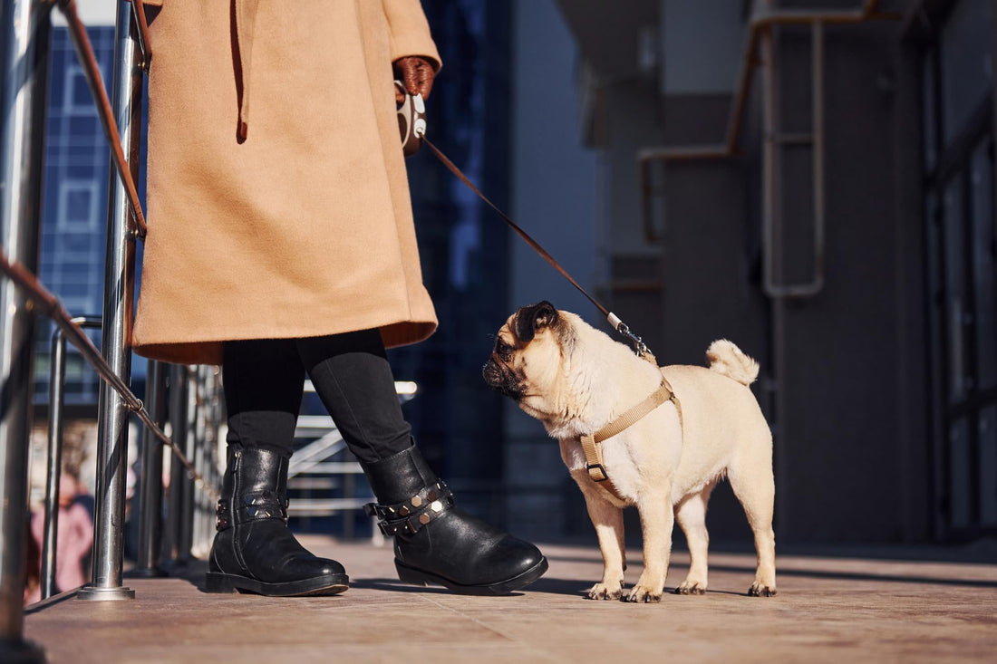 Petsy Grooming and Hydration: The Essential Pet Care Duo You Need