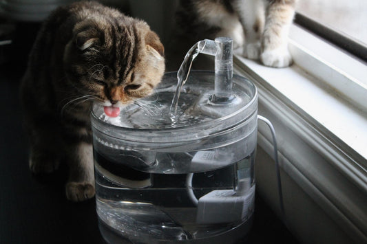 How to Keep Your Pet Hydrated: The Benefits of a Petsy Water Fountain