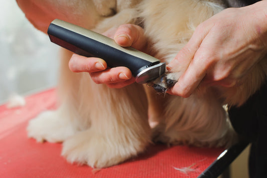 5 Tips for Grooming Your Pet Like a Pro with Petsy’s Wireless Trimmer
